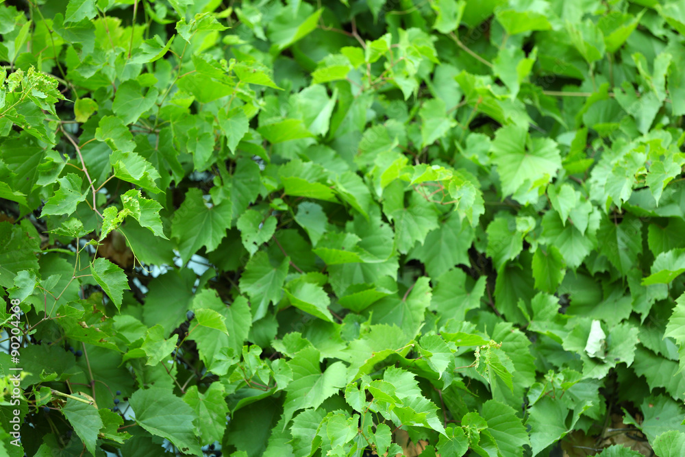 Green leaves background Green leaves background