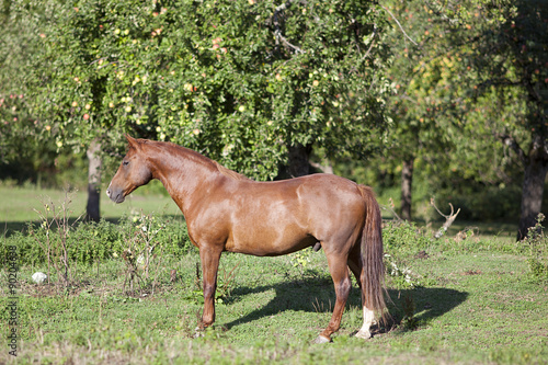 beautiful proud chestnut horse on paddock