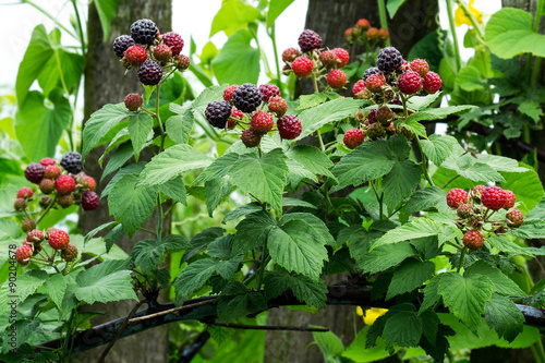 Black raspberries (Rubus occidentalis) ripening on the branch in
