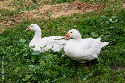 Two white goose sitting on the grass in the yard