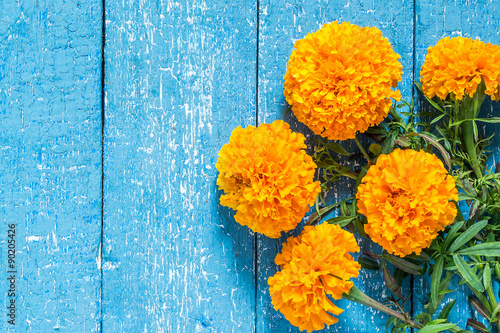 Orange marigolds on a blue wooden background photo
