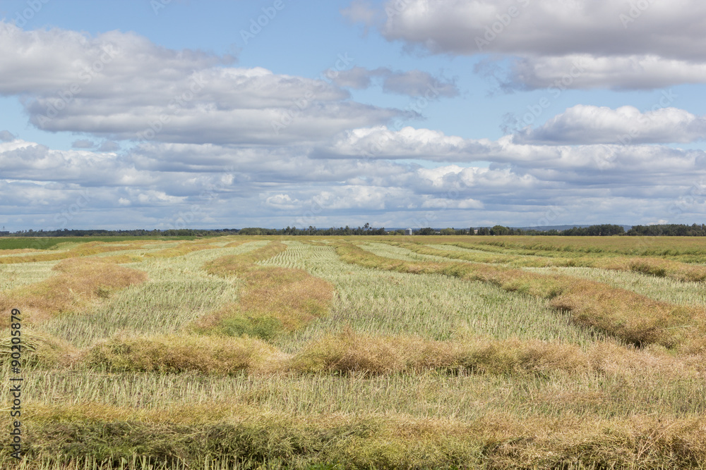 swathed farm field on the prairies
