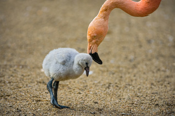 Poster Flamingo Flamingokuiken met zijn moeder  © Nick Fox
