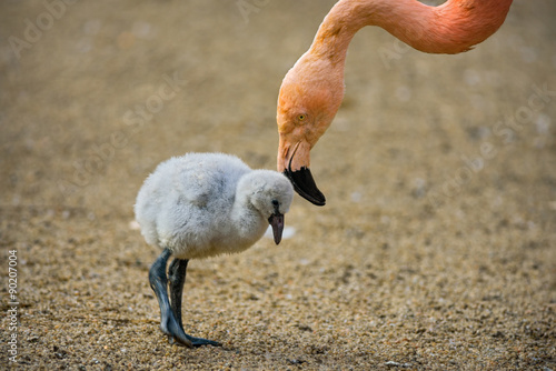 Baby bird of the American flamingo with its mother.