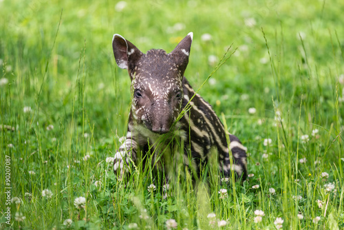 фотографія Baby of the endangered South American tapir