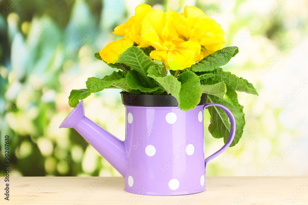 Beautiful yellow primula in watering can on wooden table on green background Beautiful yellow primula in watering can on wooden table on green background