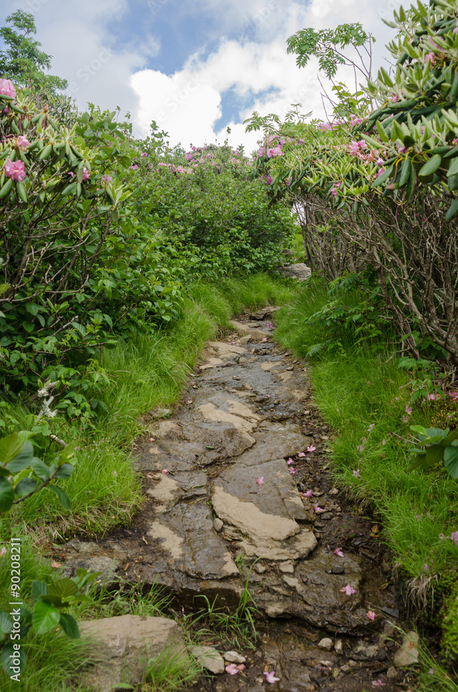 Naklejka premium Trail up Grassy Ridge Bald