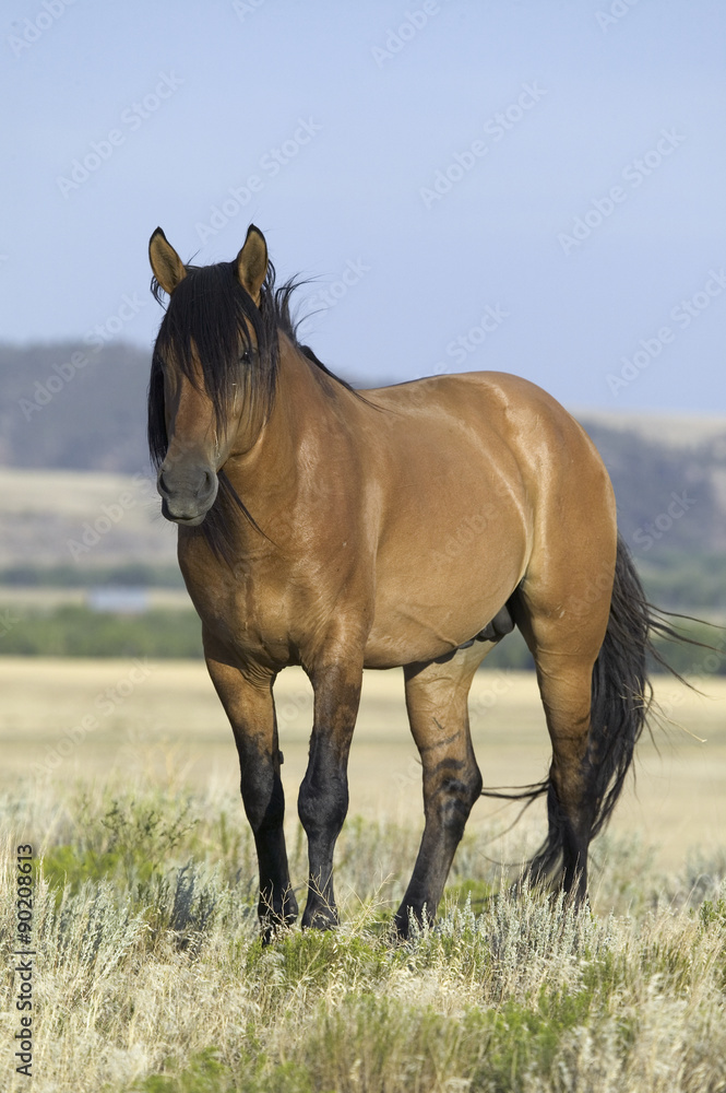Fototapeta premium Horse known as Casanova, one of the wild horses at the Black Hills Wild Horse Sanctuary, the home to America's largest wild horse herd, Hot Springs, South Dakota