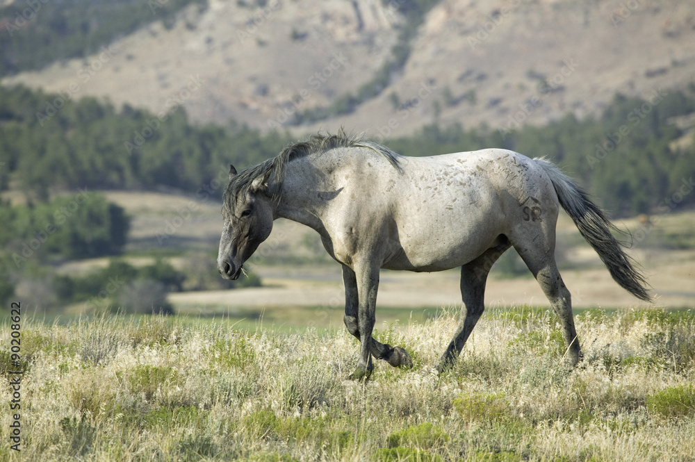Black Hills Wild Horse Sanctuary, home to America's largest wild horse herd, Hot Springs, South Dakota Black Hills Wild Horse Sanctuary, home to America's largest wild horse herd, Hot Springs, South Dakota