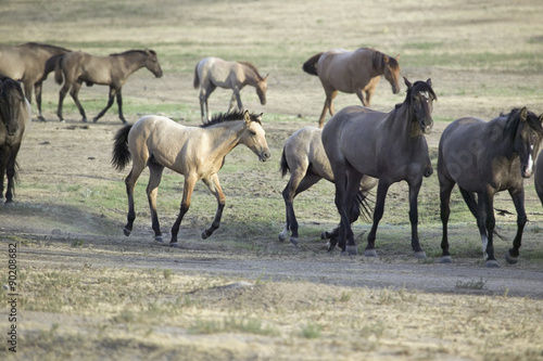 Wild horses walking along roadside of Black Hills Wild Horse Sanctuary, the home to America's largest wild horse herd, Hot Springs, South Dakota © spiritofamerica