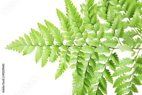 Green leaves, closeup