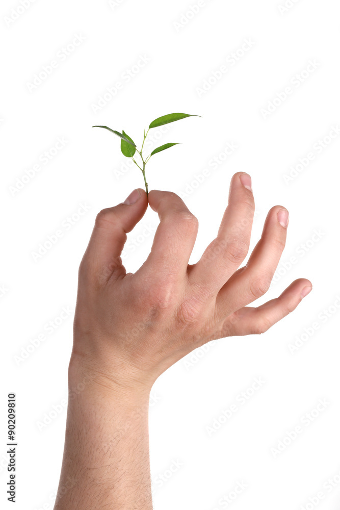 Male hand with green plant isolated on white Male hand with green plant isolated on white