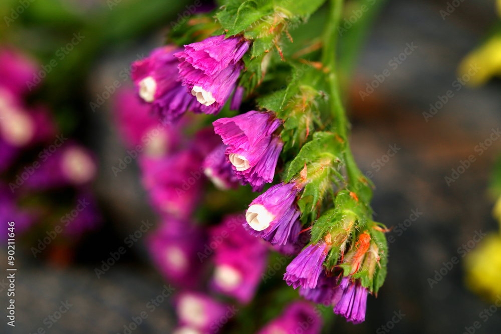 Beautiful wild flowers close up Beautiful wild flowers close up