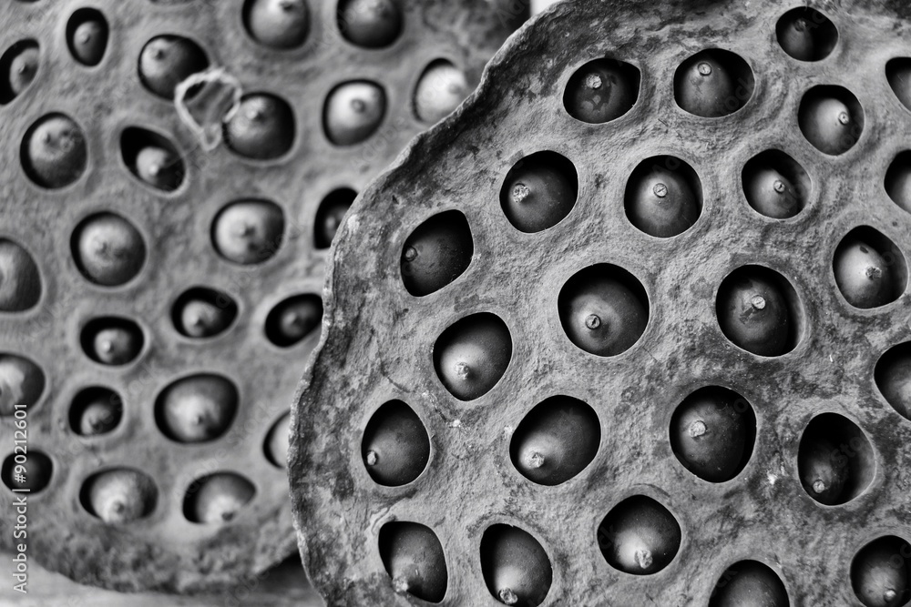 dried lotus seeds dried lotus seeds