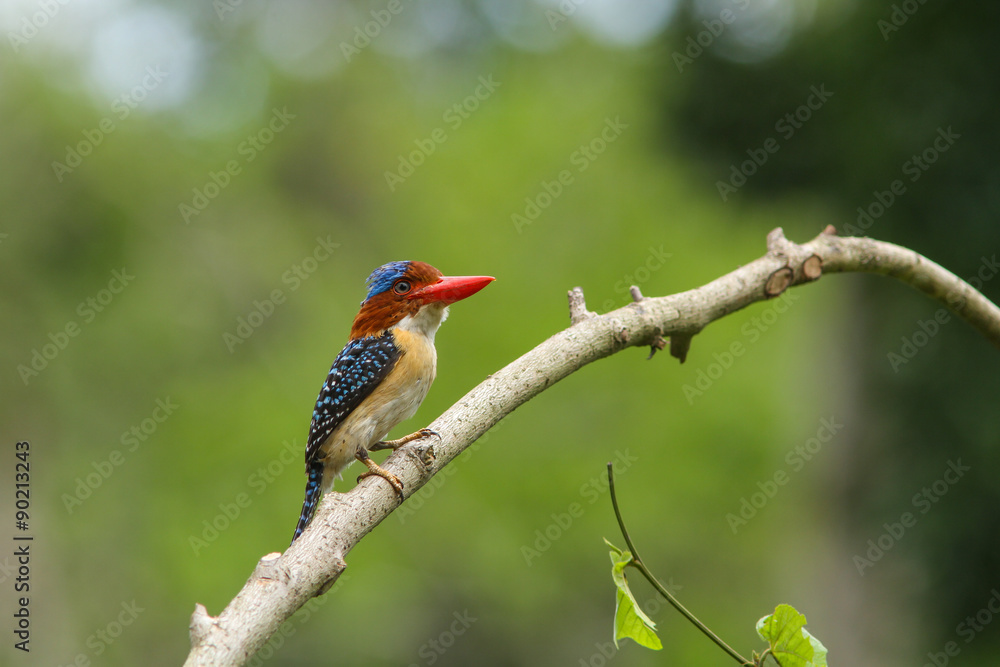 Obraz premium Male Banded kingfisher (Lacedo pulchella