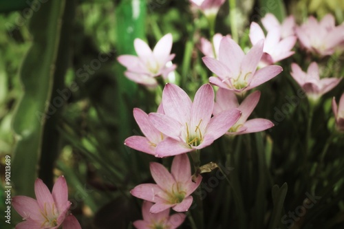 Pink flowers