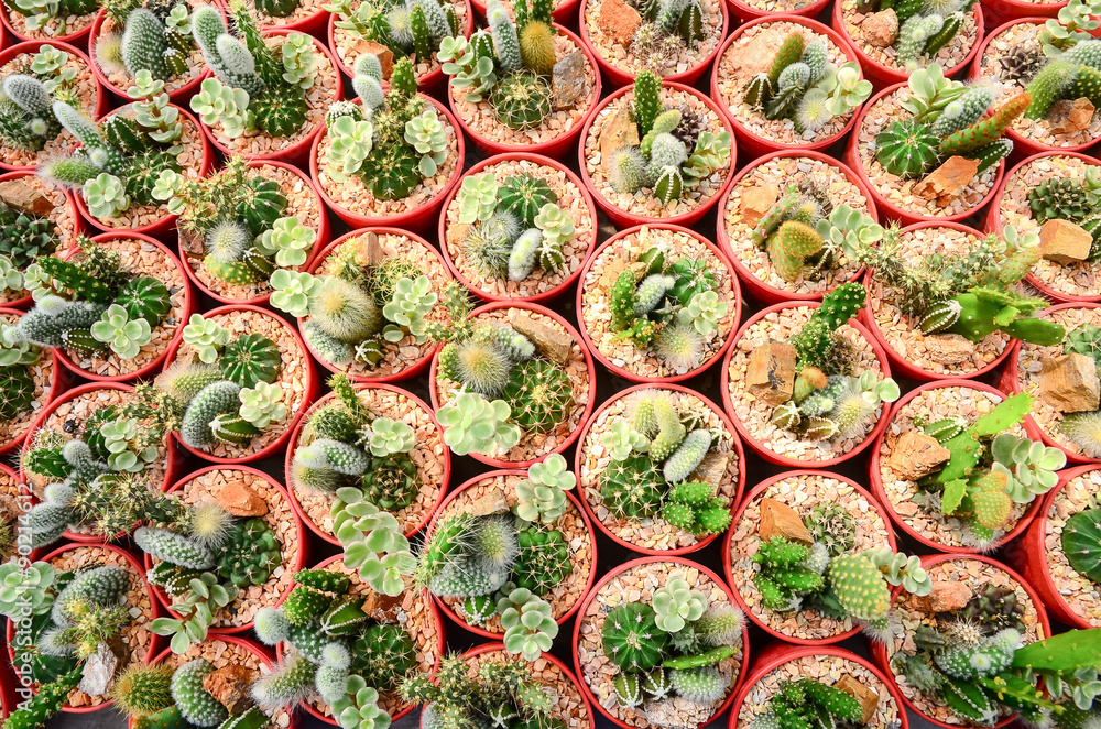 Fototapeta premium Top view of cactus in the farm