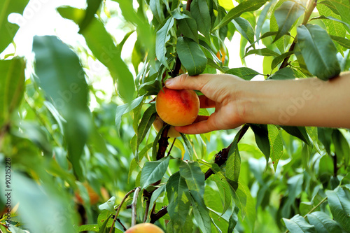 Female hand picking peach from tree