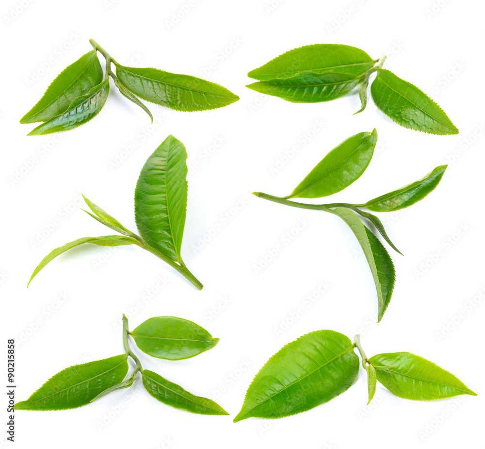 Green tea leaf isolated on white background Green tea leaf isolated on white background
