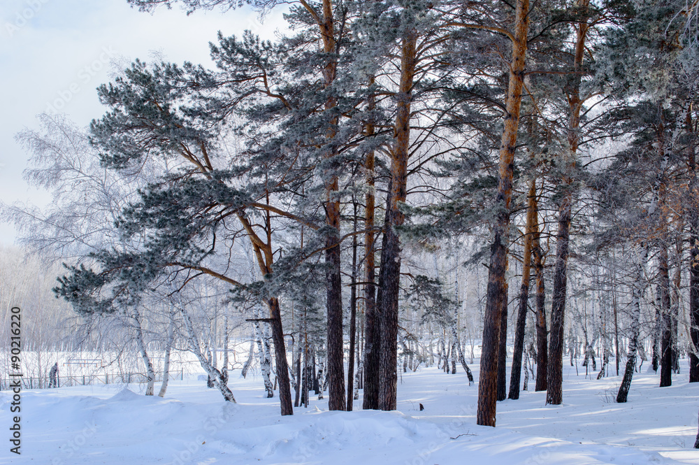 Fototapeta premium Birch and pine forest