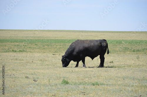 Lone bull in an open space field