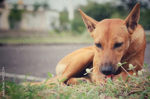 Dog eating in the park