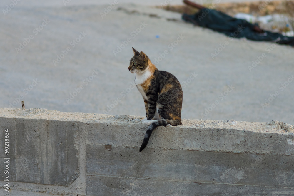 Fototapeta premium Homeless cat.