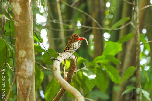 Принти на полотні Female Banded Kingfisher (Lacedo pulchella) on the branch in nat