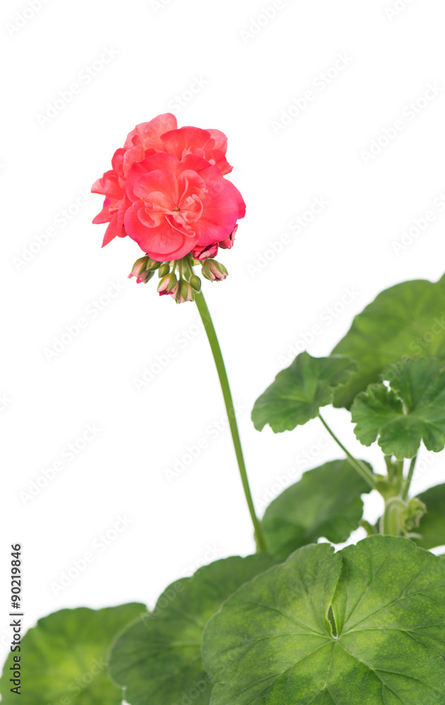 Red geranium Red geranium