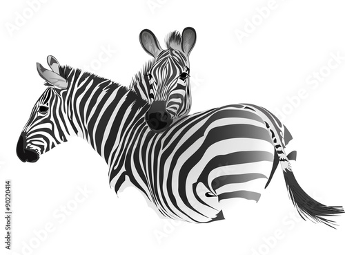 Zebras