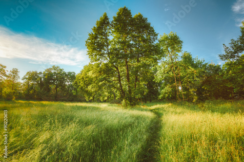 Summer Sunny Forest Trees And Green Grass. Nature Wood Sunlight 