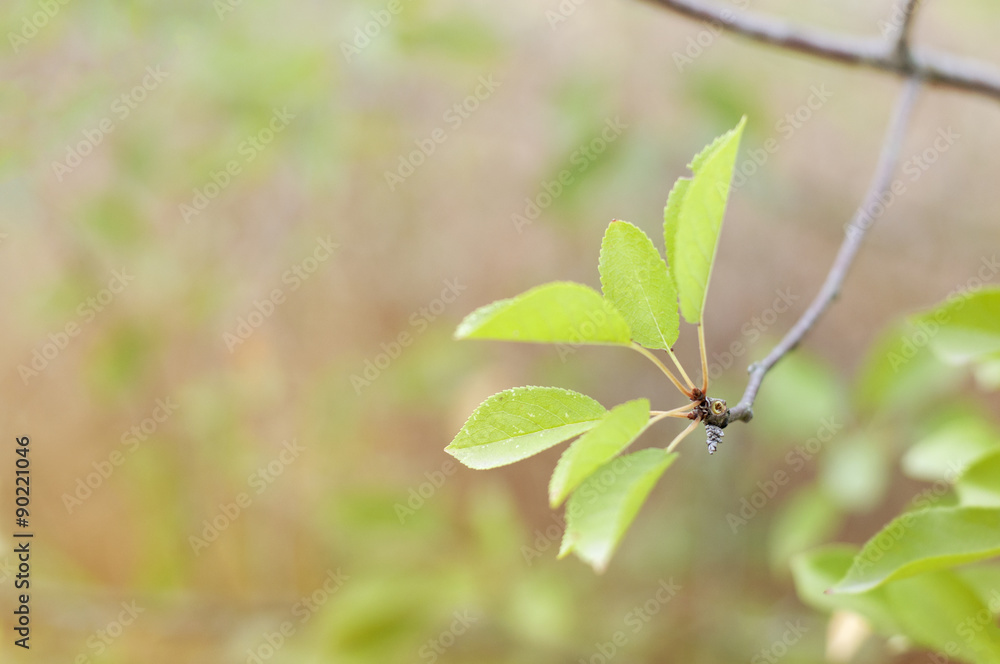 Obraz premium Green Leaves