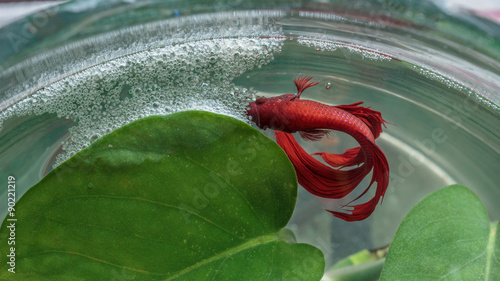 Close up male red Siamese fighting fish and bubble nest on the s