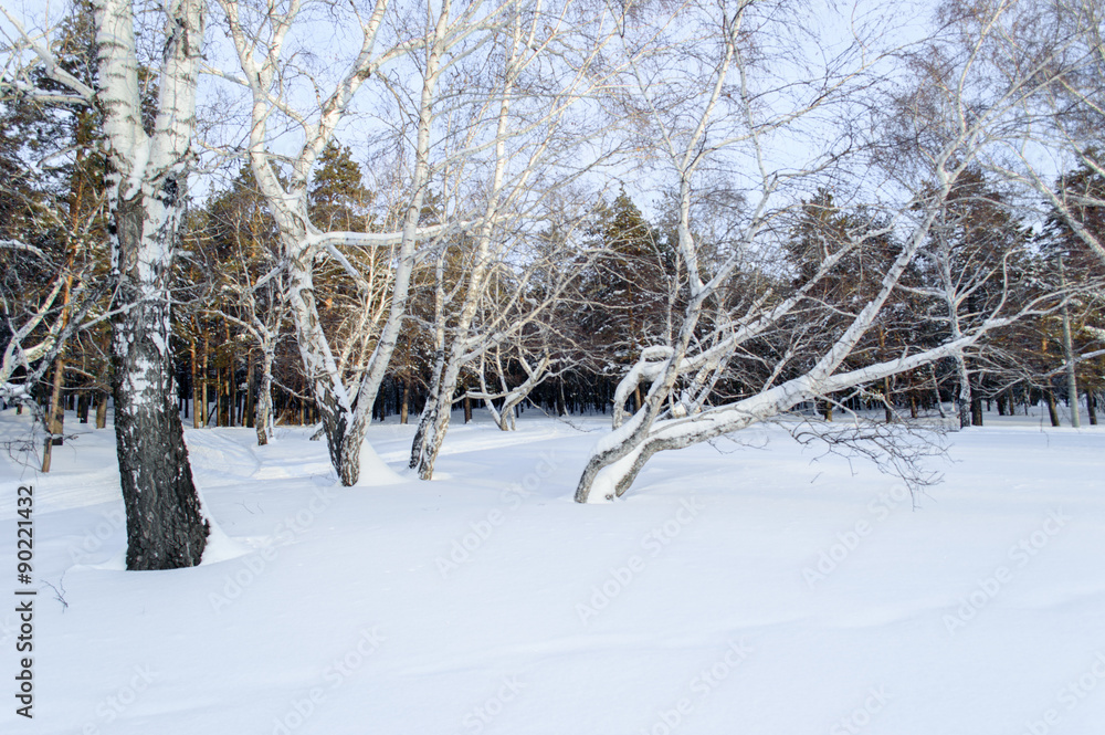 Fototapeta premium Birch and pine forest