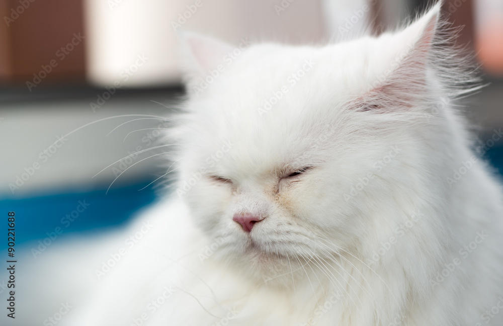 Close up face white Persian cat sleep.