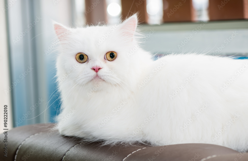 White Persian Cat set on sofa.