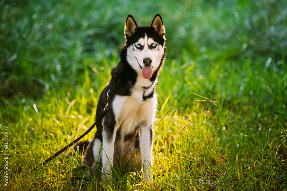 Young Happy Husky Eskimo Dog Sitting In Grass Outdoor Young Happy Husky Eskimo Dog Sitting In Grass Outdoor