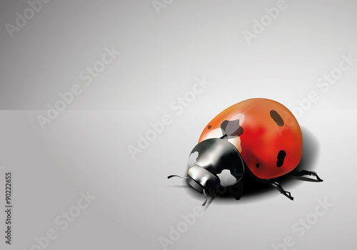 ladybird
