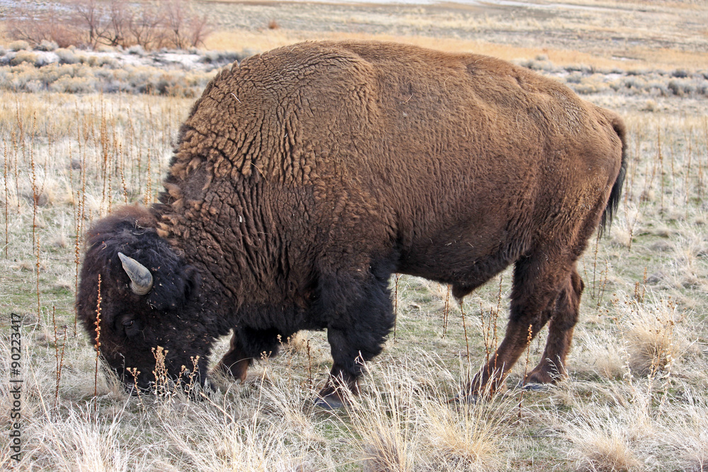 Bison Bison