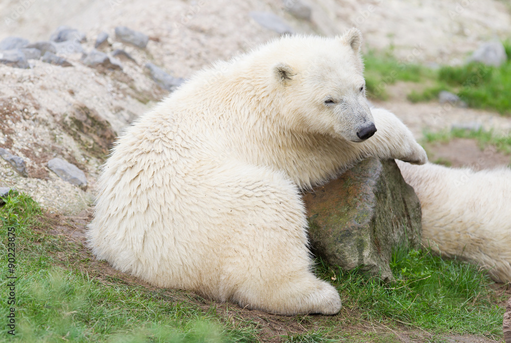 Fototapeta premium Young polarbear resting