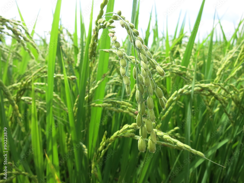 Obraz premium 稲 a rice plant ３