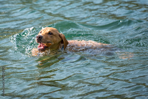 Greaves labrador retriever in water