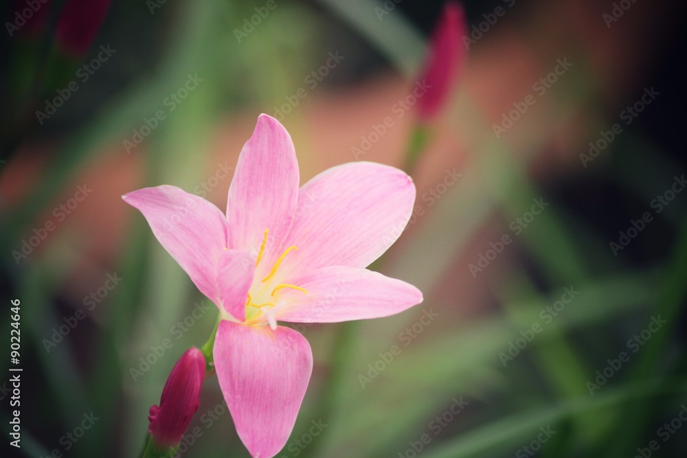 Pink flower