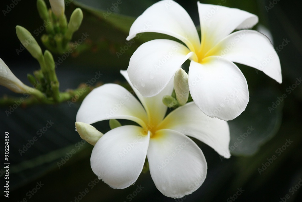 White frangipani flower on tree White frangipani flower on tree