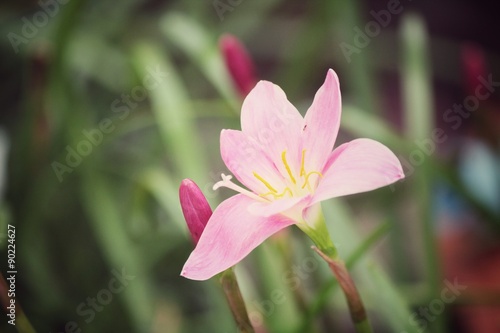 Pink flower © Successo images
