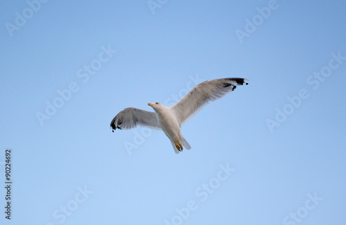 Young seagull flying in blue sky