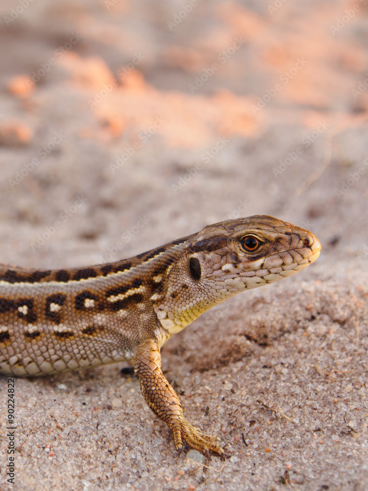 Sand Lizard in the Wild Sand Lizard in the Wild