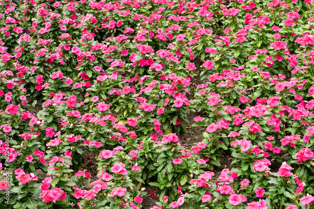 Rose flowers sweet-william field