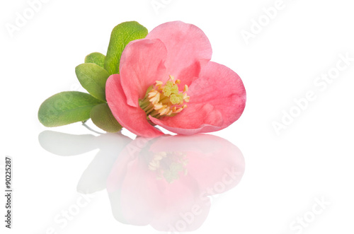 beautiful pink flower on white background