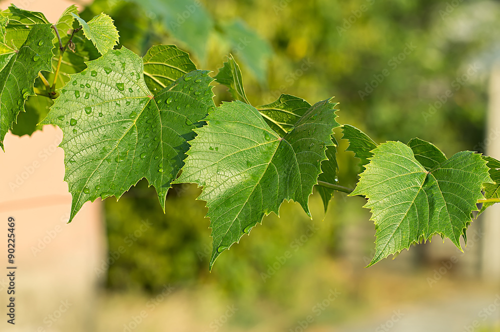 green leaves of the grape in nature background green leaves of the grape in nature background
